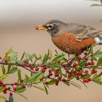 Robin and Holly