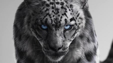 Stand alone by Hyelim Kim - black, fantasy, white, animal, snow leopard, face, hyelim kim, blue eyes