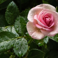 To my dear friend Alexandra