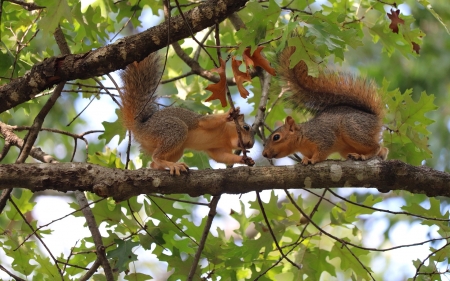 Squirrels - nature, pair, squirrels, tree, animals