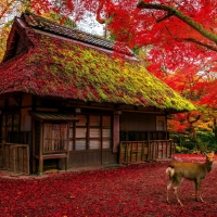 Deer walk on stack of maple in autumn