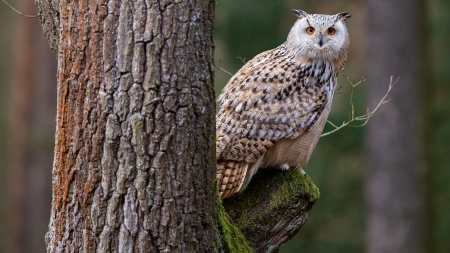 Owl - owl, bird, animal, tree