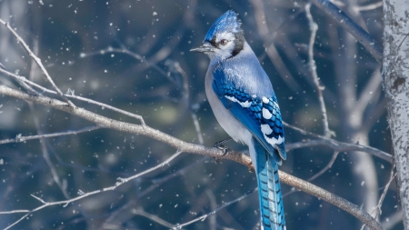 Blue Jay (Cyanocitta cristata) - bird, blue jay, gaita, iarna, pasari, winter