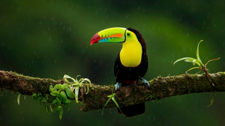 Toucan - animal, toucan, photograph, bird