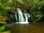 A temperate rainforest waterfall in Tasmania, Australia