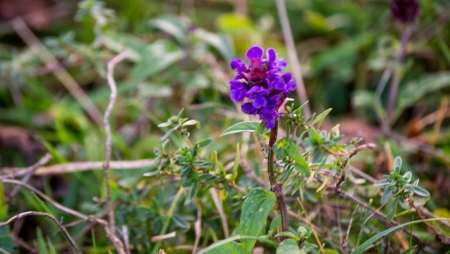 Floare de camp - aer, cer, ger, ser