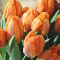 Orange Tulips Bunch