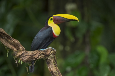 chestnut manibled toucan - toucan, chestnut, bird, manibled