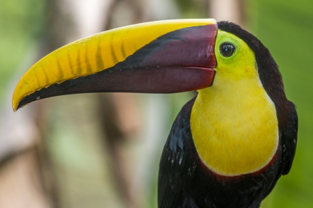chestnut manibled toucan - toucan, chestnut, bird, manibled