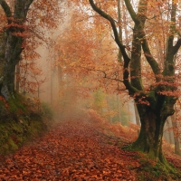 Autumn in Navarre, Spain