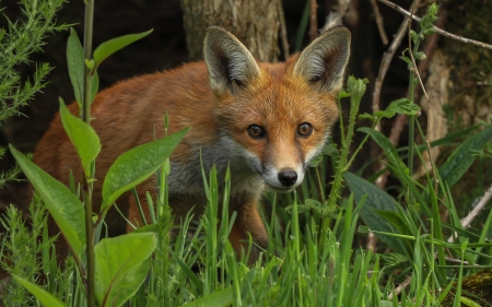 Fox Cub - animal, cub, fox, grass, baby