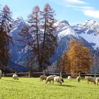 Sheep on Pasture