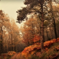 autumn forest