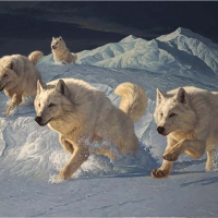 Running white Wolves