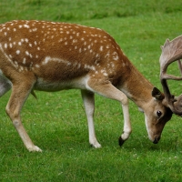 Deer