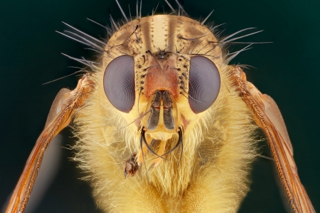 Fly - insect, close-up, animal, fly