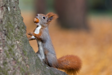Squirrel - animal, cute, nuts, squirrel, veverita, wlodzimierz jaworskipw