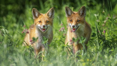 Foxes - animal, nature, fox, photography