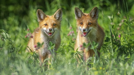 Foxes - animal, nature, photography, fox