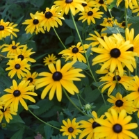 Black Eyed Susan Flowers