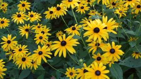 Black Eyed Susan Flowers - closeup, black eyed susan, yellow flowers, nature, flowers