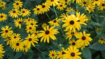 Black Eyed Susan Flowers - flowers, black eyed susan, nature, yellow flowers, closeup