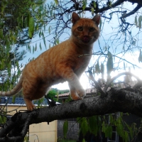 Subido al arbol