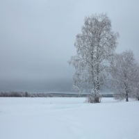 Trees in Finland