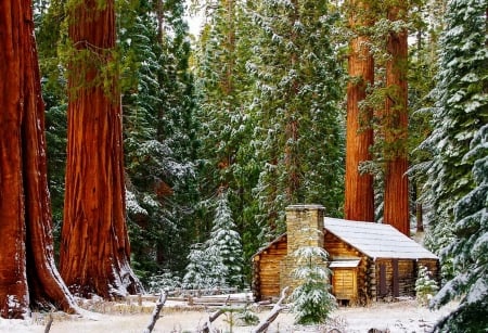 Mariposa Grove - a trip to see the Giant Sequoias of Yosemite National Park