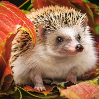 Hedgehog