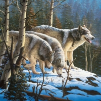 Wolves