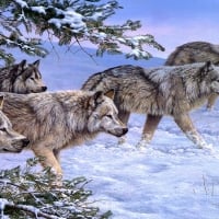 Winter Wolves