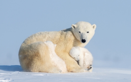 Polar Bears - bears, white, mother, polar, cubs