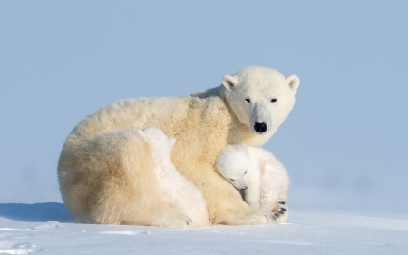 Polar Bears - white, polar, cubs, mother, bears