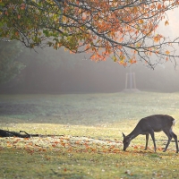 Deer under Tree