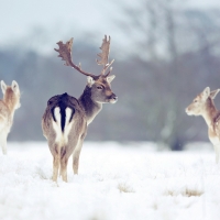 Deers