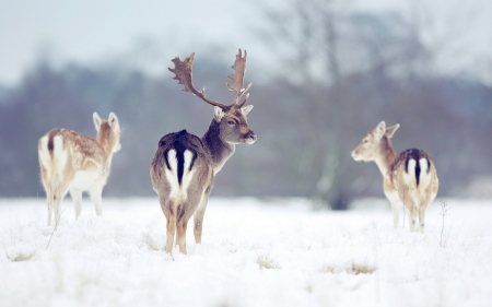 Deers - winter, animal, iarna, cerb, deer, trio