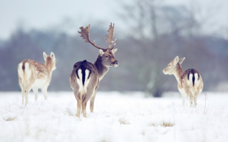 Deers - cerb, animal, winter, deer, iarna, trio