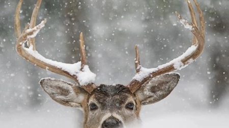 I see you - winter, horns, iarna, snow, cerb, deer, funny