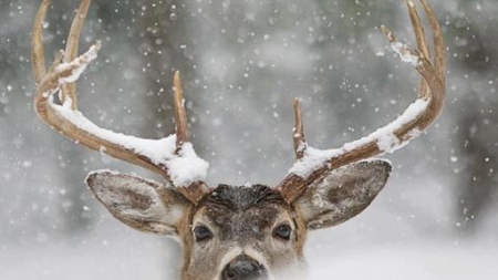 I see you - cerb, winter, funny, deer, snow, iarna, horns