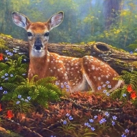 Deer