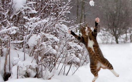 Winter fun - winter, funny, iarna, pisici, jump, cat