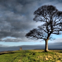 Lonely Tree