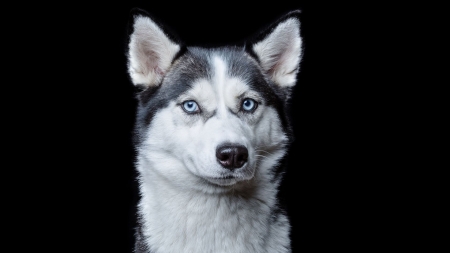 Husky - animal, dog, black, husky, face, caine