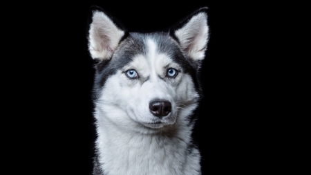 Husky - black, husky, animal, dog, caine, face