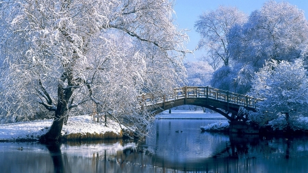 Winter - winter, blue, tree, frozen, white, nature, iarna, lake, bridge, park