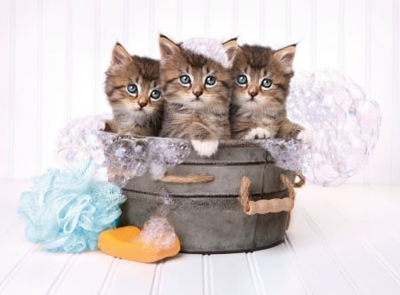 :D - kitten, funny, cute, bath, pisici, trio, cat