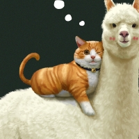 Cat and alpaca