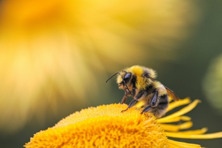 Gold bee - bee, nature, yellow, summer, insect, dmitry grigoriev, dirk sigurd, vara