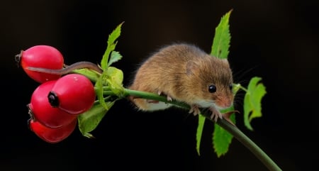 Mouse - black, rodent, red, berry, cute, mouse, fruut, soricel